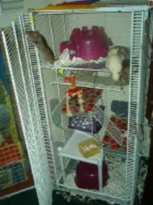 Heather's Wire Cage
